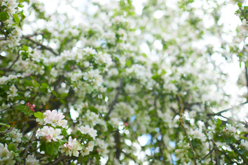 apple blossom closeup