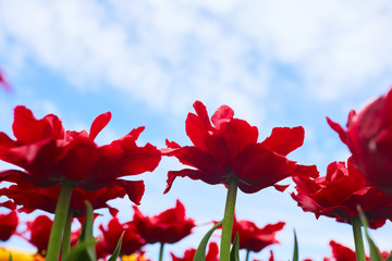 red tulips on spring field