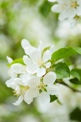 Obraz premium apple blossom closeup
