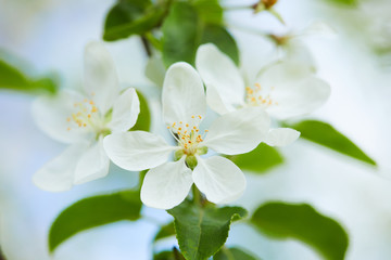 apple blossom closeup