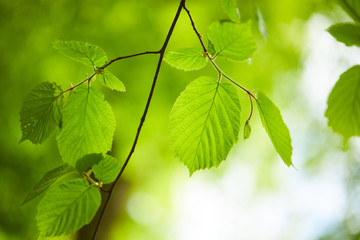 spring park with nice trees