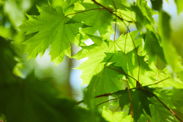 spring park with nice trees