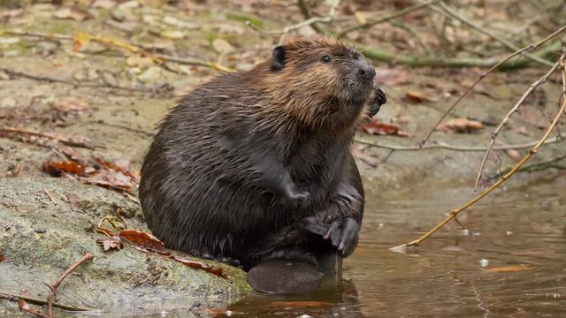 Eurasian beaver (Castor fiber) hygiene