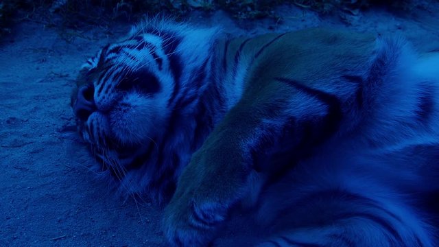 Sleeping tiger in the night.