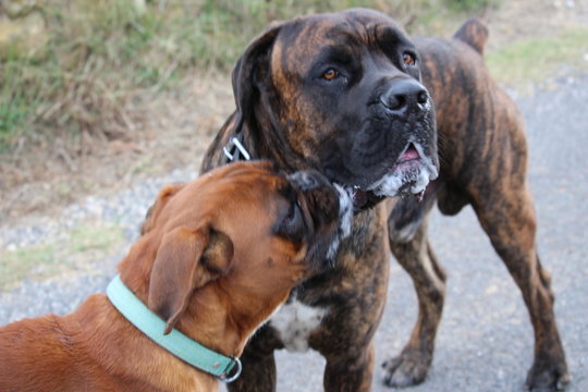 chiens molosses qui se font des bisous