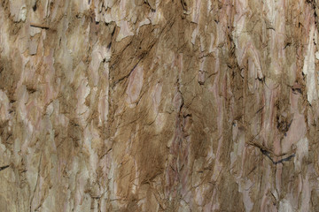 Rotbraune Baumrinde weichgezeichnet