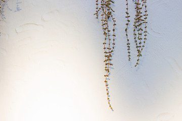 Plant. White wall and green plant with flowers. 