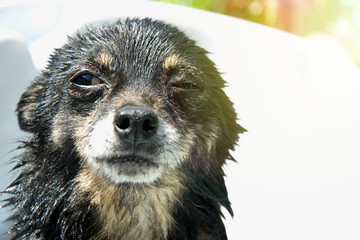 A small and wet dog with a sad glance, a wonderful dog photo on a sunny day, 2018