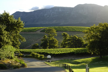 Vineyard Cape Town