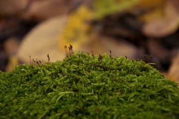 Vegetation on moss in a beautiful autumn forest