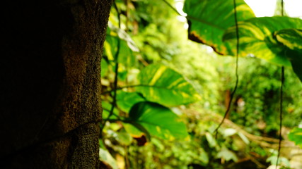 Naturnahe Aufnahme in eine tropischen Wald