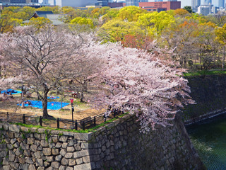 Cherry blossom (sakura) in spring season against blue sky in Osaka castle park