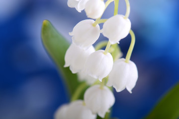 lilies of the valley on a blue background close up