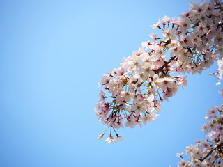 Cherry blossom (sakura) in spring season against blue sky in Japan