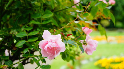 Wundervoller Rosenstrauch