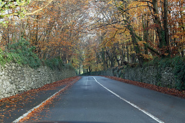 An Irish road in autumn