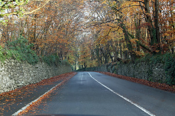 Fototapeta na wymiar An Irish road in autumn