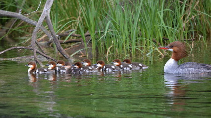 Common Merganser with babies