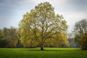 Obraz premium Herbstbaum