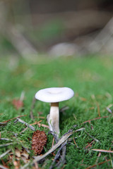 Poisonious mushroom on forest floor Landscape
