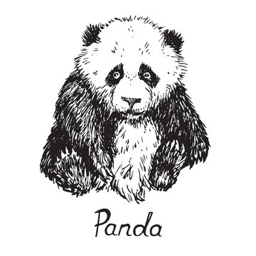 Giant panda cube sitting, hand drawn doodle sketch with inscription, vector illustration