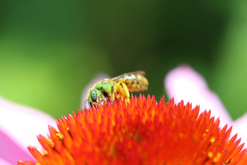 Green bee on orange coneflower