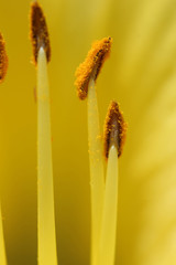 Center stamen on a yellow lily flower