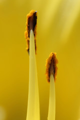 Stamen on a yellow lily