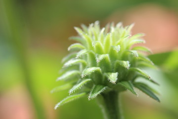 Close up of spiky flower bud