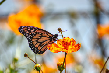 Beautiful monarch butterfly on an orange flower in summer 