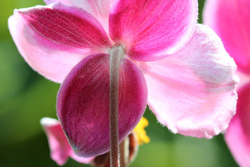 Fuzzy pink flower
