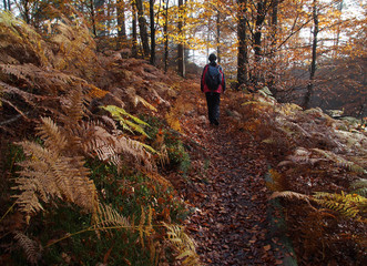 Fototapeta premium Wandern im Elbsandsteingebirge