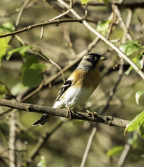 Brambling in the UK