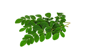 Moringa oleifera leaves isolated on white background