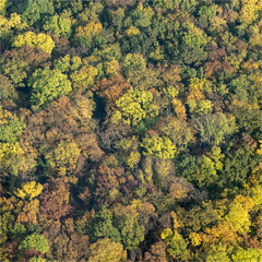 Vue aérienne de forêt à Brueil-en-Vexin dans les Yvelines en France