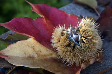 Edelkastanie mit Herbstblätter, Castanea sativa