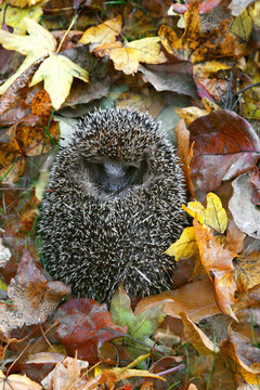 Kleiner Igel liegt eingerollt im Herbstlaub