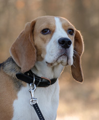 Beagle dogs, portrait