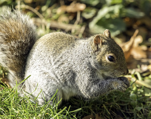 Grey squirrel feeding in the UK