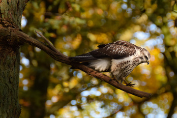 Buzzard bird of prey on a branch in the forest in the netherlands