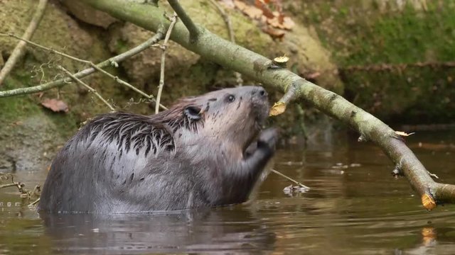 Eurasian beaver (Castor fiber)