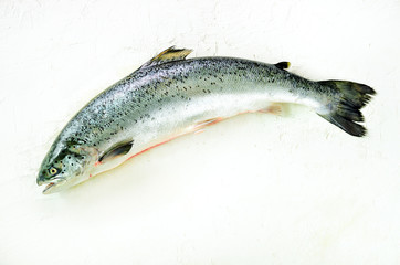 Salmon fish on white concrete background prepared for filing. Copy space, top view