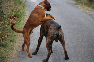 chien boxer qui joue avec un cane corso
