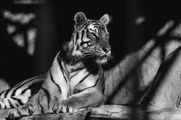 Young Siberian tiger, otherwise known as the Amur Tiger
