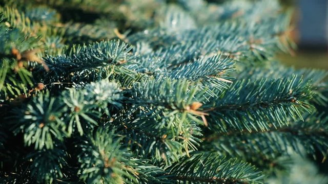 Fir branches blue spruce.