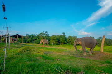 Beautiful sad elephant chained in a wooden pillar at outdoors, in Chitwan National Park, Nepal, sad paquiderm in a nature background, in a gorgeous blue sky, animal cruelty concept