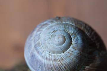 snail close up