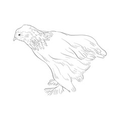 vector sketch of chicken
