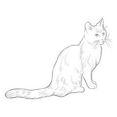 vector sketch of cat