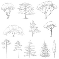 vector sketch of trees